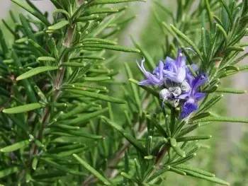 蜂場(chǎng)種什么花最好看（10種蜜蜂最喜歡光顧的植物花兒）