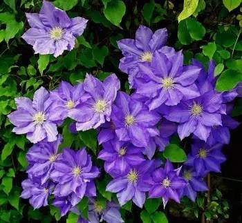 蜂場(chǎng)種什么花最好看（10種蜜蜂最喜歡光顧的植物花兒）