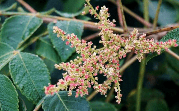 廣東蜜源植物花期表（廣東蜜源植物大全）