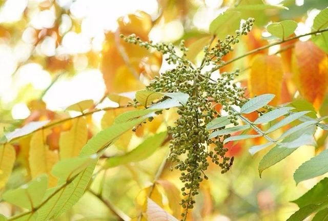 廣東蜜源植物花期表（廣東蜜源植物大全）