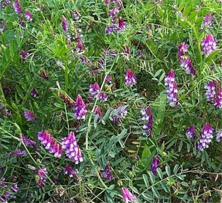 苕子是什么植物（苕子花要達到什么溫度流蜜）