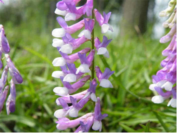 苕子是什么植物（苕子花要達到什么溫度流蜜）