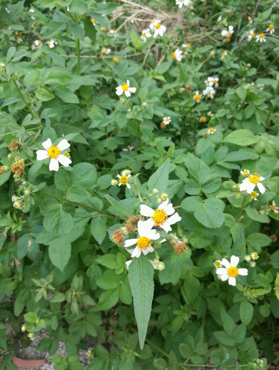冬蜜主要是什么蜜源植物（冬蜜的蜜源植物介紹）