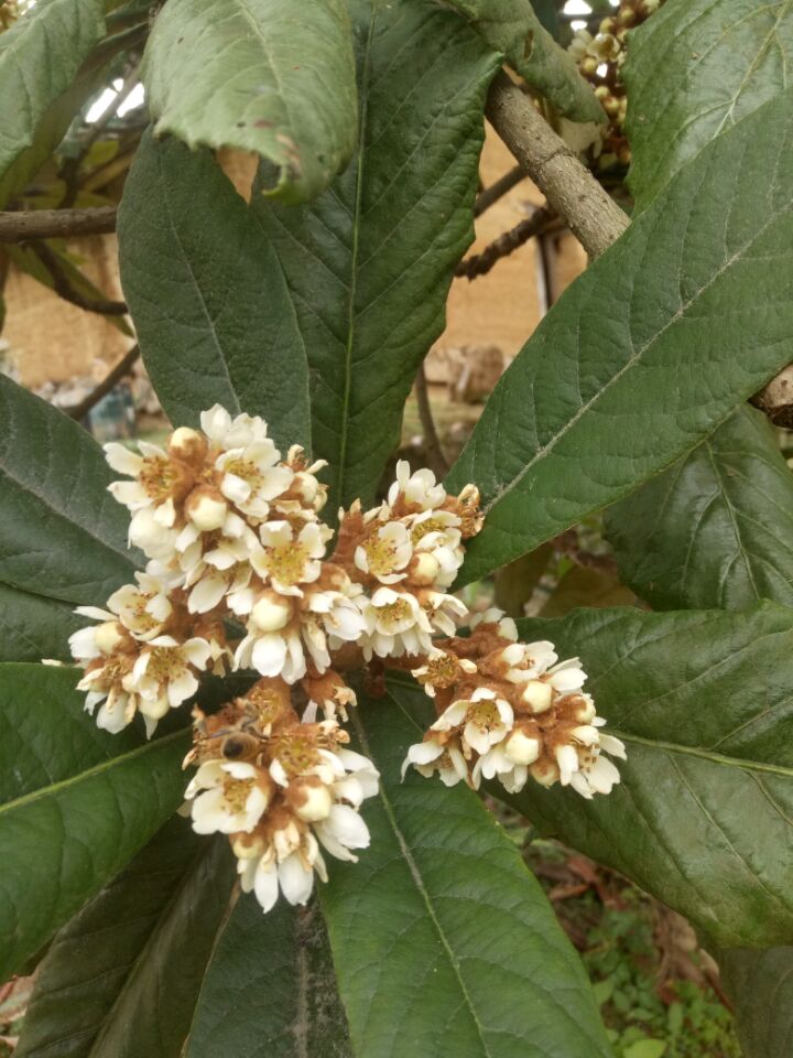 冬蜜主要是什么蜜源植物（冬蜜的蜜源植物介紹）