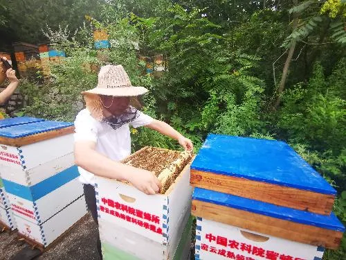 強群多箱體成熟蜂蜜生產技術（強群多箱體成熟蜂蜜生產技術了解一下吧）