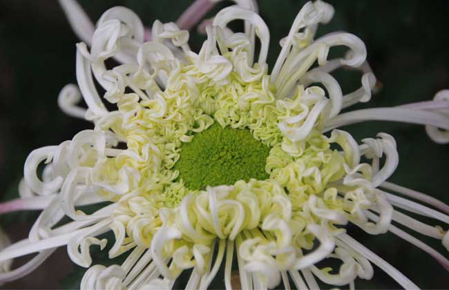 野菊花什么時(shí)候開花（野菊花什的開哈時(shí)間和泌蜜情況）