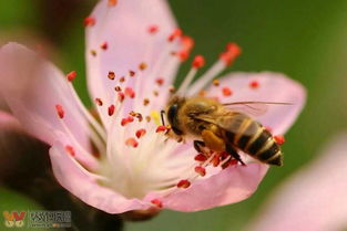 養(yǎng)蜂新手怎么管理（新手養(yǎng)蜂入門及注意事項）