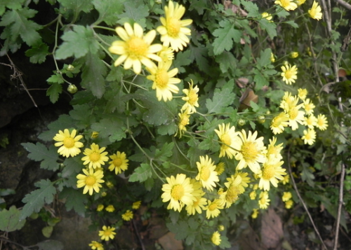 野菊花的流蜜條件與時間（野菊花的流蜜條件和開花時間及蜂蜜產量）