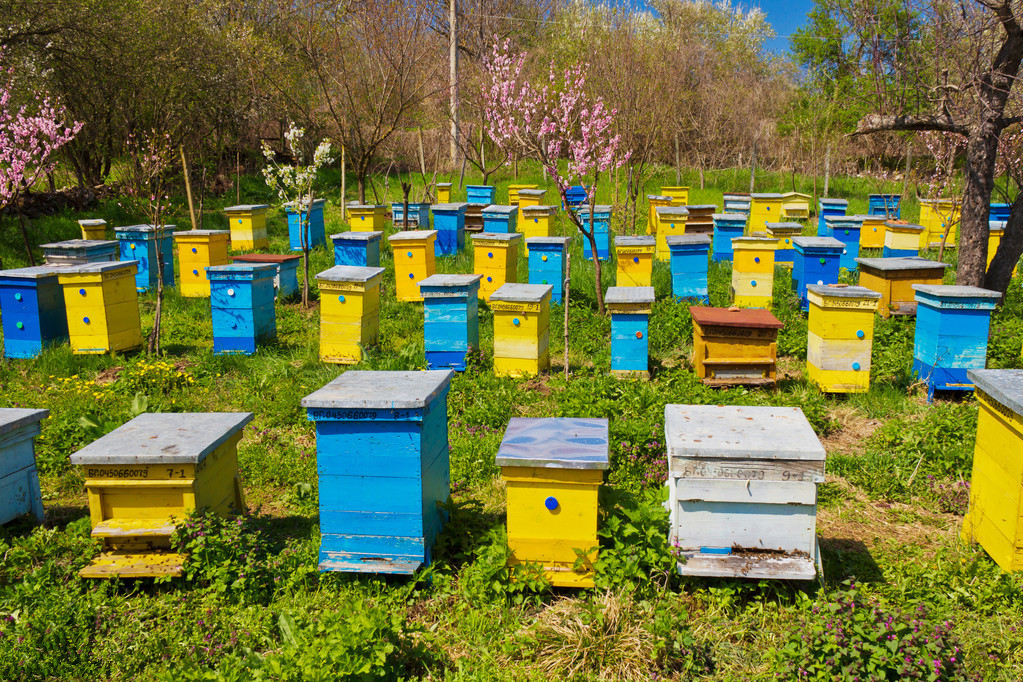 如何定地養殖蜜蜂（定地養蜂場地與模式選擇）