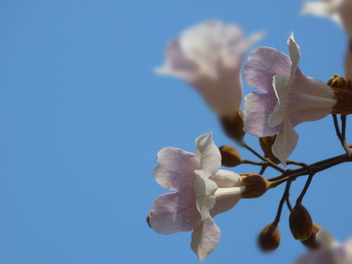 桐樹花泡腳有什么好處（桐樹花的功效與作用）
