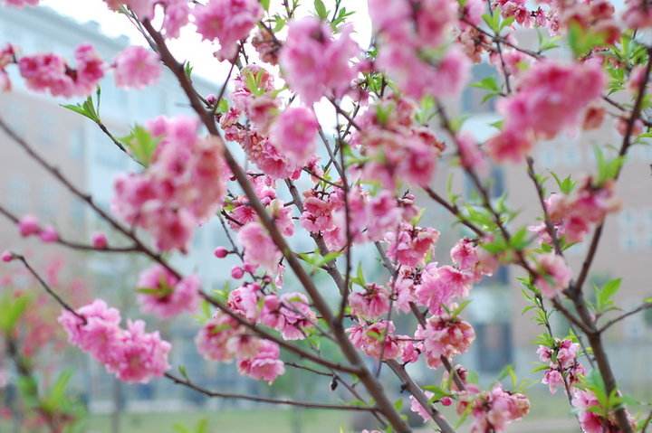 沒(méi)有蜂王蜜蜂怎么養(yǎng)？