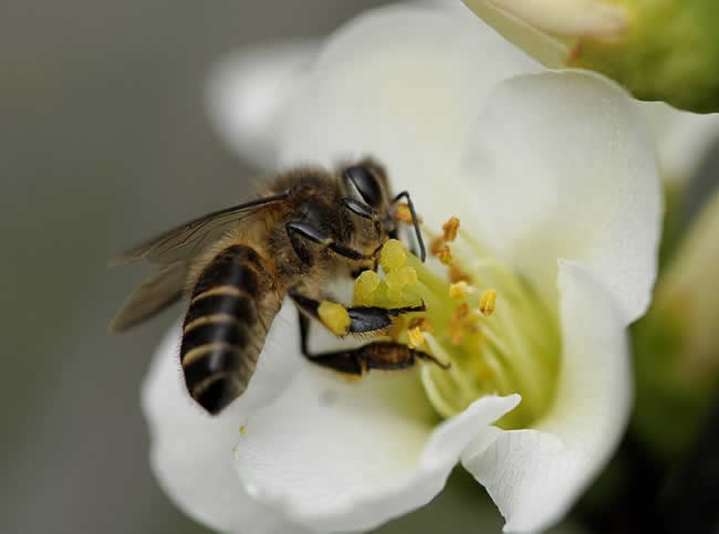 蜜蜂養殖技術