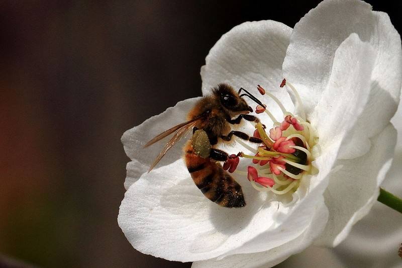 蜜蜂養殖技術