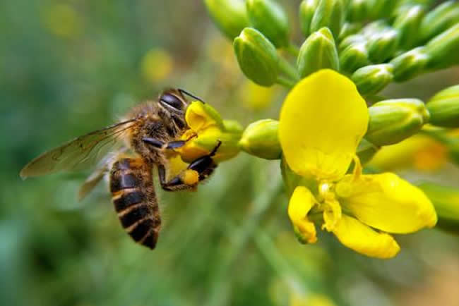 蜜蜂養殖技術