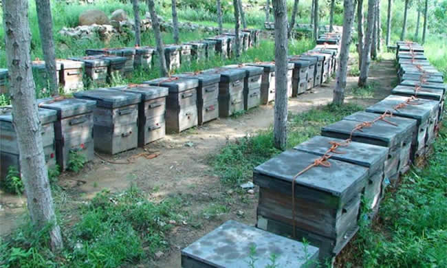 養殖蜜蜂應該如何擺放蜂箱？