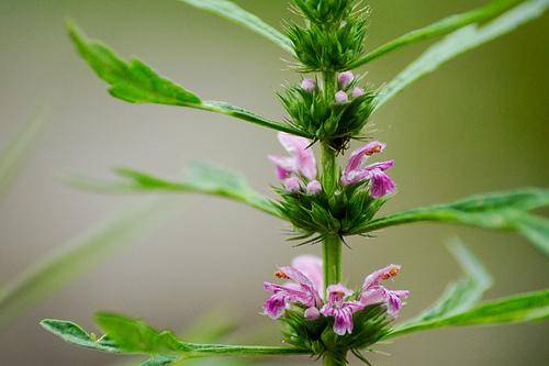 益母草什么時候開花（益母草幾月開花幾月份生長）