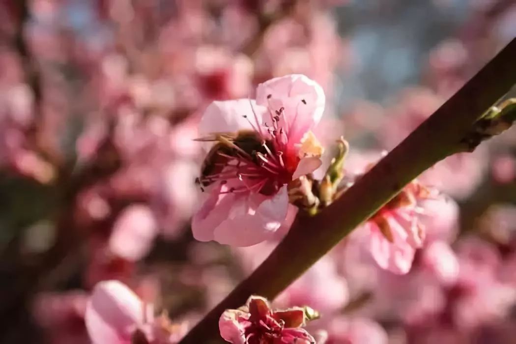 蜜蜂春繁管理技術(shù)（春繁蜜蜂應(yīng)注意什么）