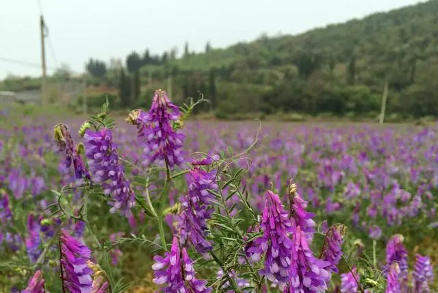 苕子花什么時(shí)候開(kāi)花（苕子是什么植物）