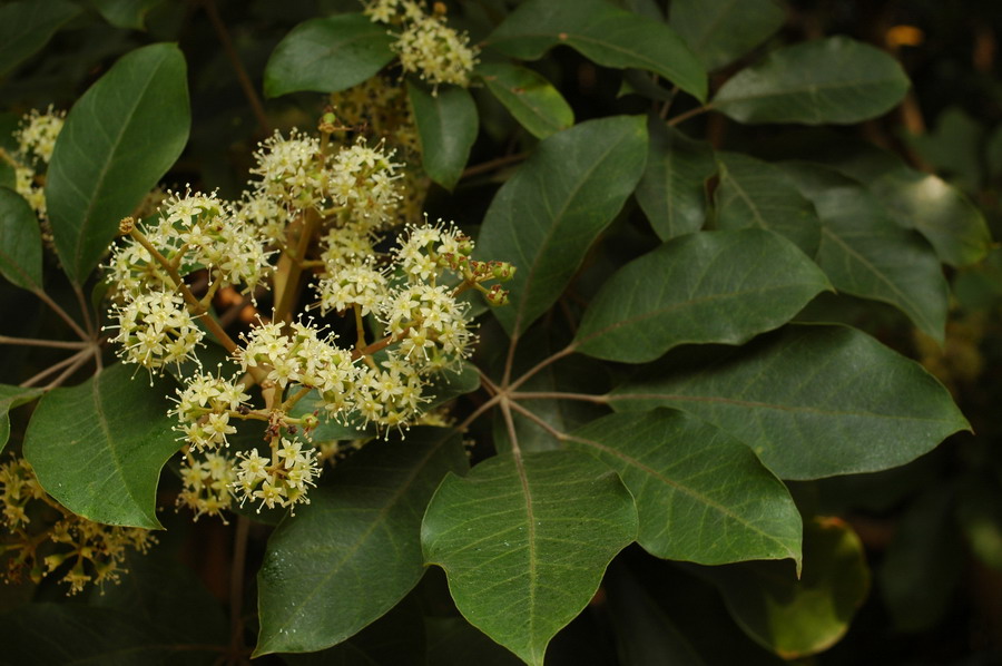 鄉下野外主要蜜源植物有哪些（5種農村常見的蜜源植物）