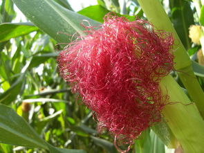 玉米是什么植物（玉米植物介紹和傳粉方式）