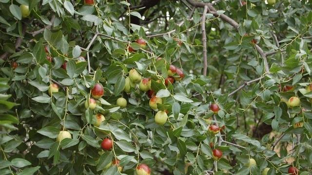 山東蜜源植物有哪些（山東蜜源植物表）