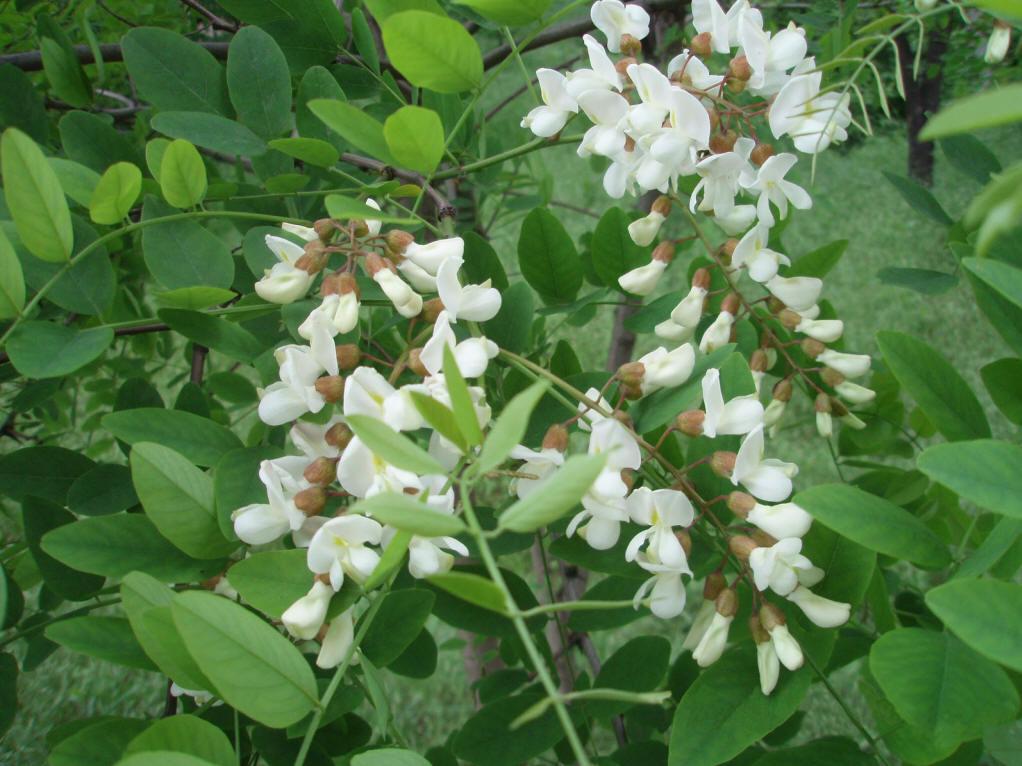 山東蜜源植物有哪些（山東蜜源植物表）