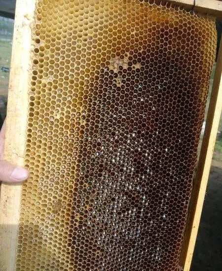 新手養(yǎng)蜂蜜蜂在箱上結脾怎樣辦（蜜蜂亂遭蜂脾怎么處理）