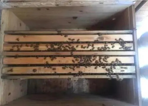 新手養(yǎng)蜂蜜蜂在箱上結脾怎樣辦（蜜蜂亂遭蜂脾怎么處理）