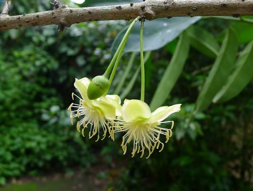 東北蜜源植物種類（東北蜜源植物一年先后順序）