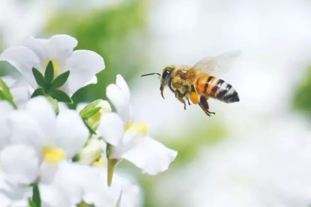 阿壩中蜂保種場(chǎng)蜂王會(huì)免費(fèi)發(fā)放嗎（阿壩中蜂保種方案）