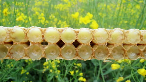 天然正宗蜂皇漿價(jià)格多少錢一斤（蜂皇漿的市場價(jià)是多少）