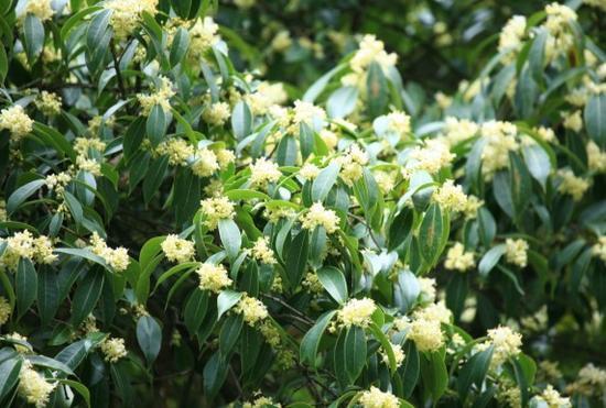 桂花樹有蜜源嗎（桂花樹蜜源植物介紹）