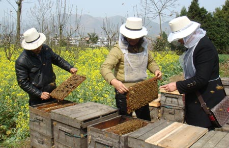 老式木桶養(yǎng)蜂怎么人工分蜂（木桶養(yǎng)蜂，如何進(jìn)行人工分蜂）