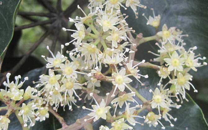 廣東鴨腳木蜜什么時候開花（鴨腳木什么時候開花）