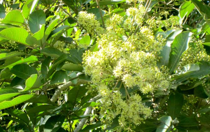 廣東鴨腳木蜜什么時候開花（鴨腳木什么時候開花）