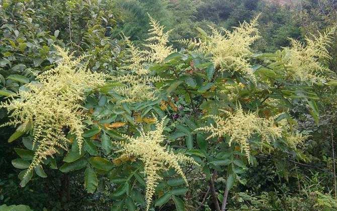 五倍子花什么時候開始流蜜（五倍子幾月份開花流蜜）
