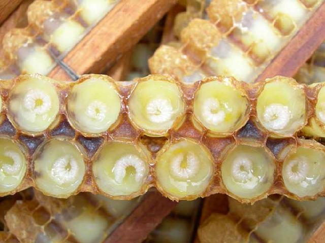 新手養蜂怎么取王漿（取蜂王漿的操作過程）