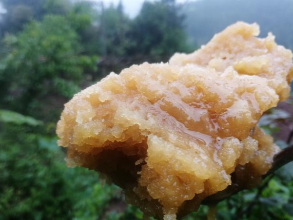 蜜蜂什么時候取蜜最好？取蜜的3種常用方法，每種方法的利與弊
