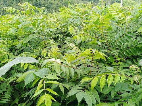 東北蜜源植物有哪些（東北常見的五種野生蜜源植物）