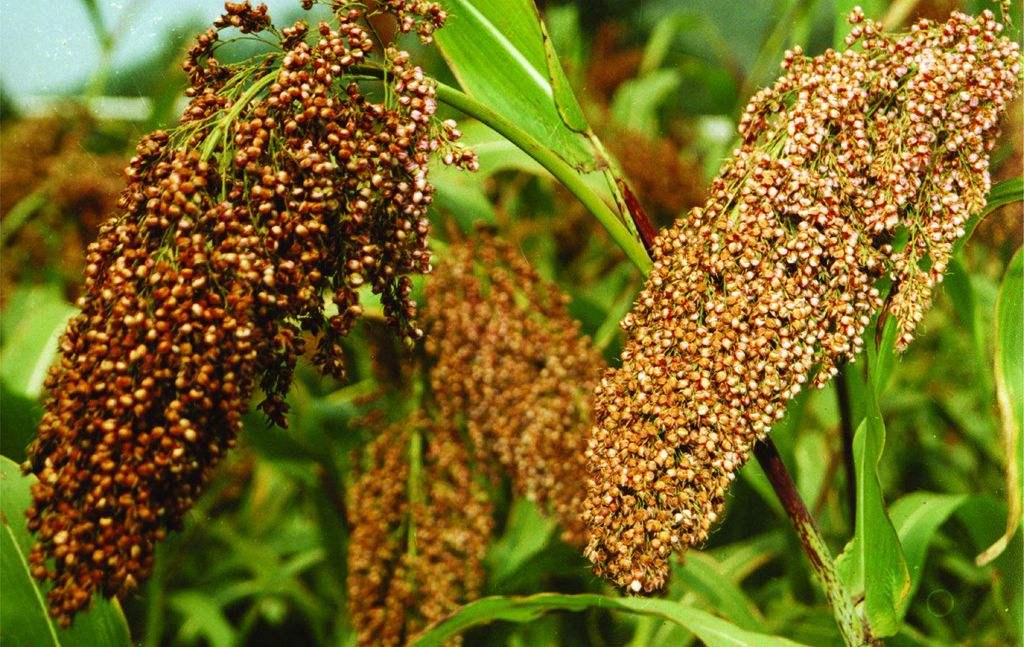 東北蜜源植物有哪些（東北常見的五種野生蜜源植物）
