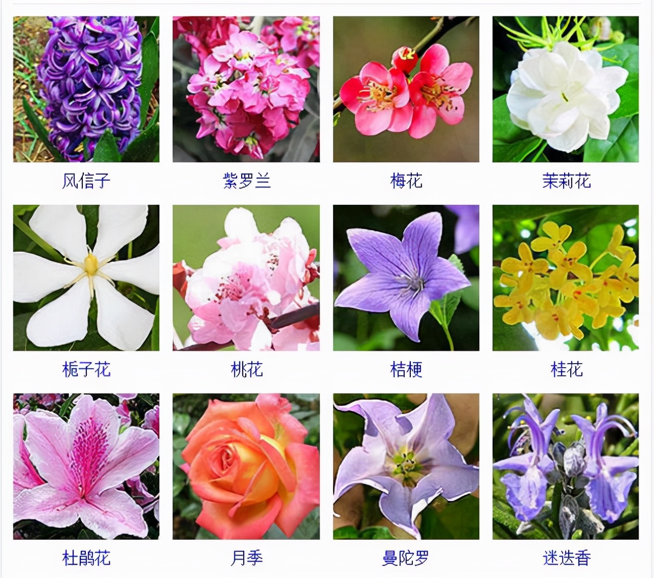 植物品種名稱大全（最常見的800種景觀觀花植物，附植物習(xí)性種植）