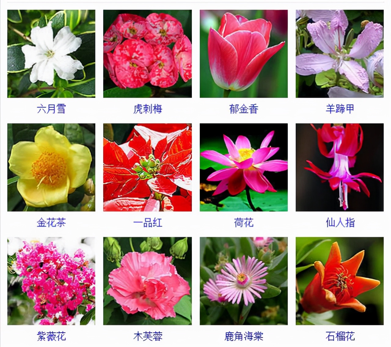植物品種名稱大全（最常見的800種景觀觀花植物，附植物習(xí)性種植）