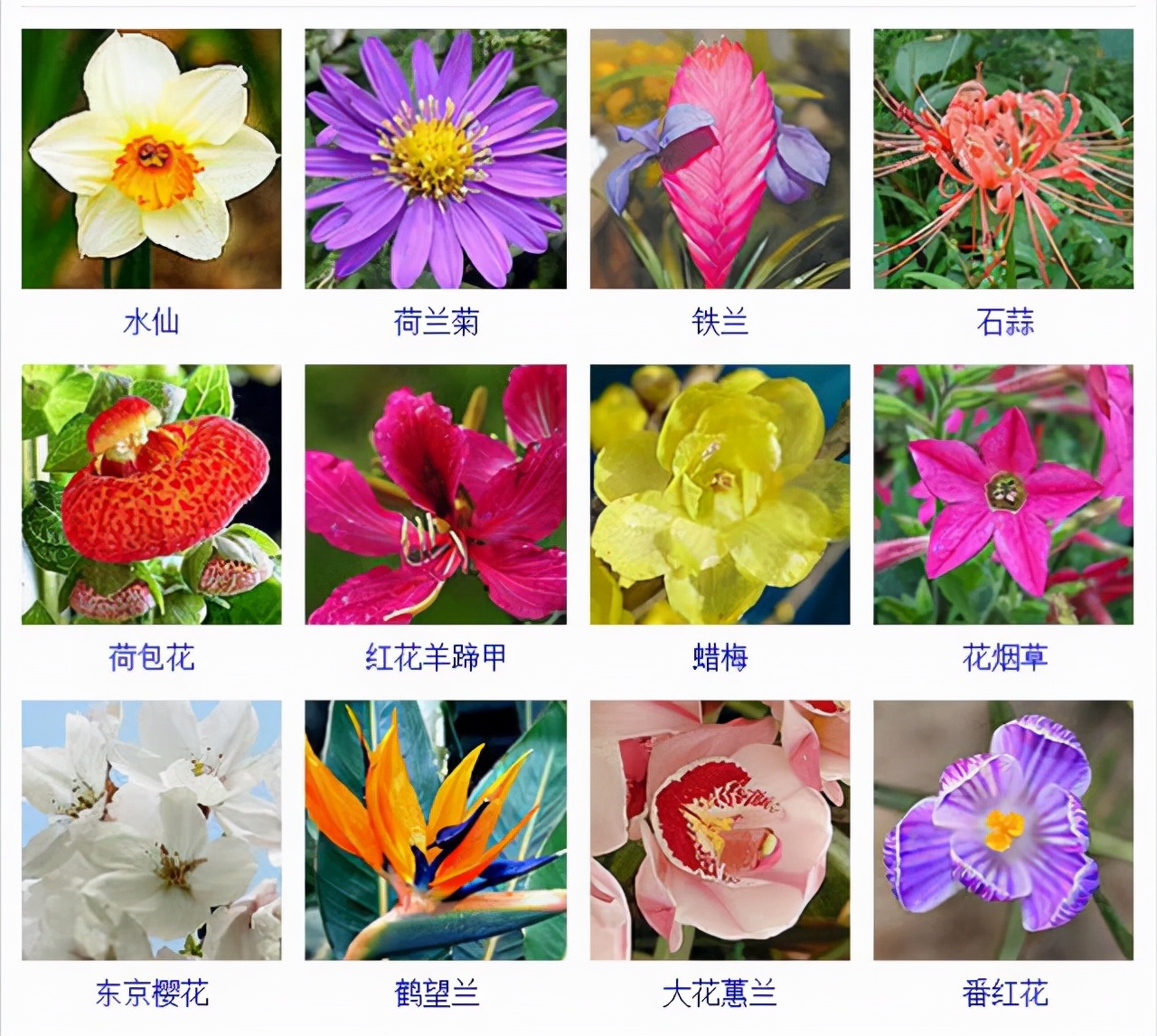 植物品種名稱大全（最常見的800種景觀觀花植物，附植物習(xí)性種植）