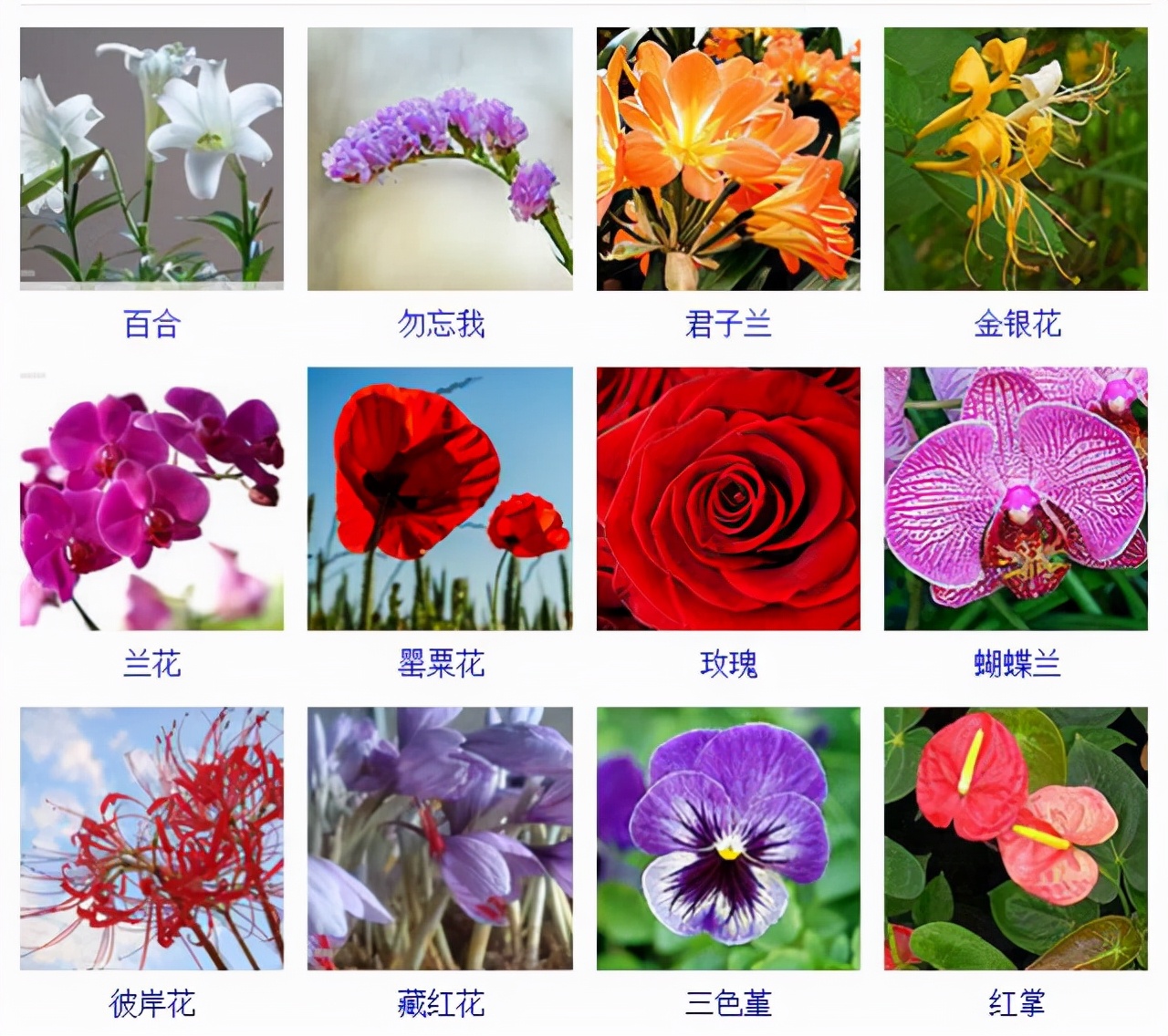 植物品種名稱大全（最常見的800種景觀觀花植物，附植物習(xí)性種植）