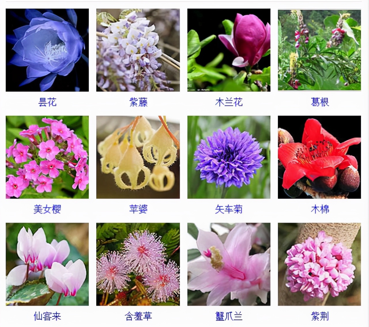 植物品種名稱大全（最常見的800種景觀觀花植物，附植物習(xí)性種植）