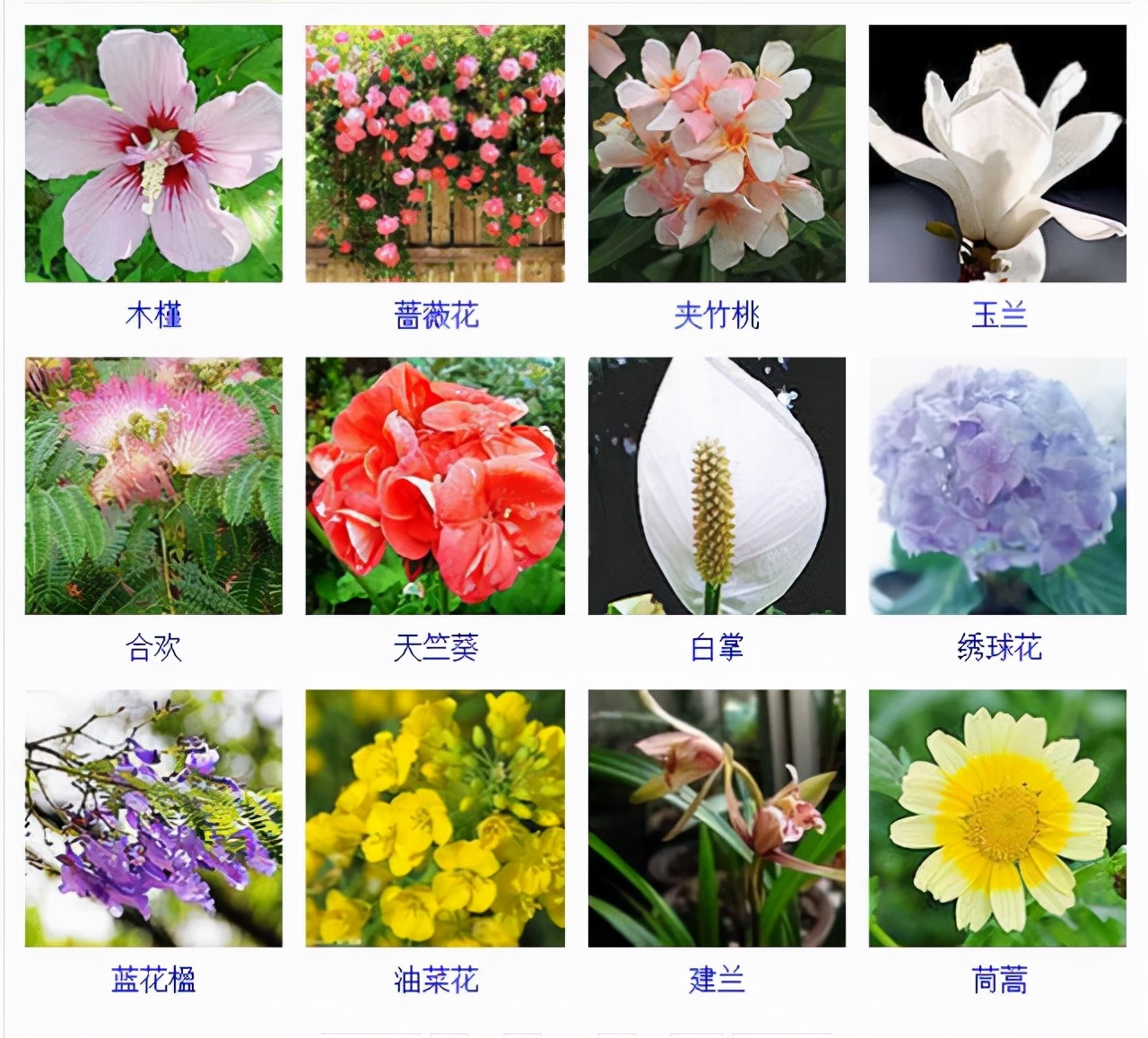 植物品種名稱大全（最常見的800種景觀觀花植物，附植物習(xí)性種植）