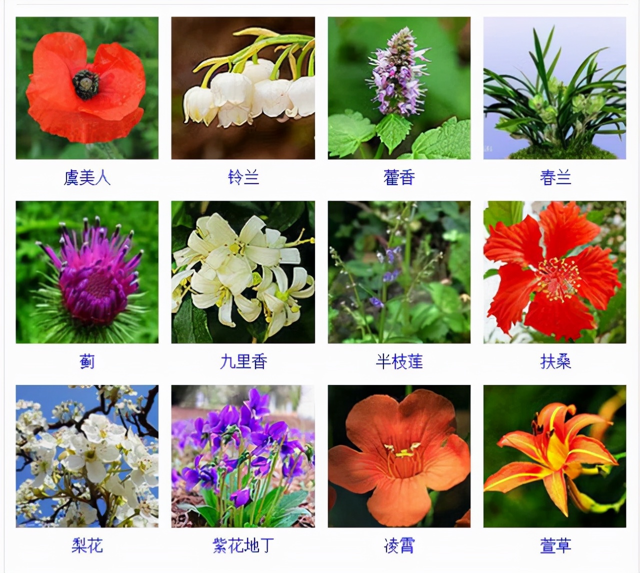 植物品種名稱大全（最常見的800種景觀觀花植物，附植物習(xí)性種植）