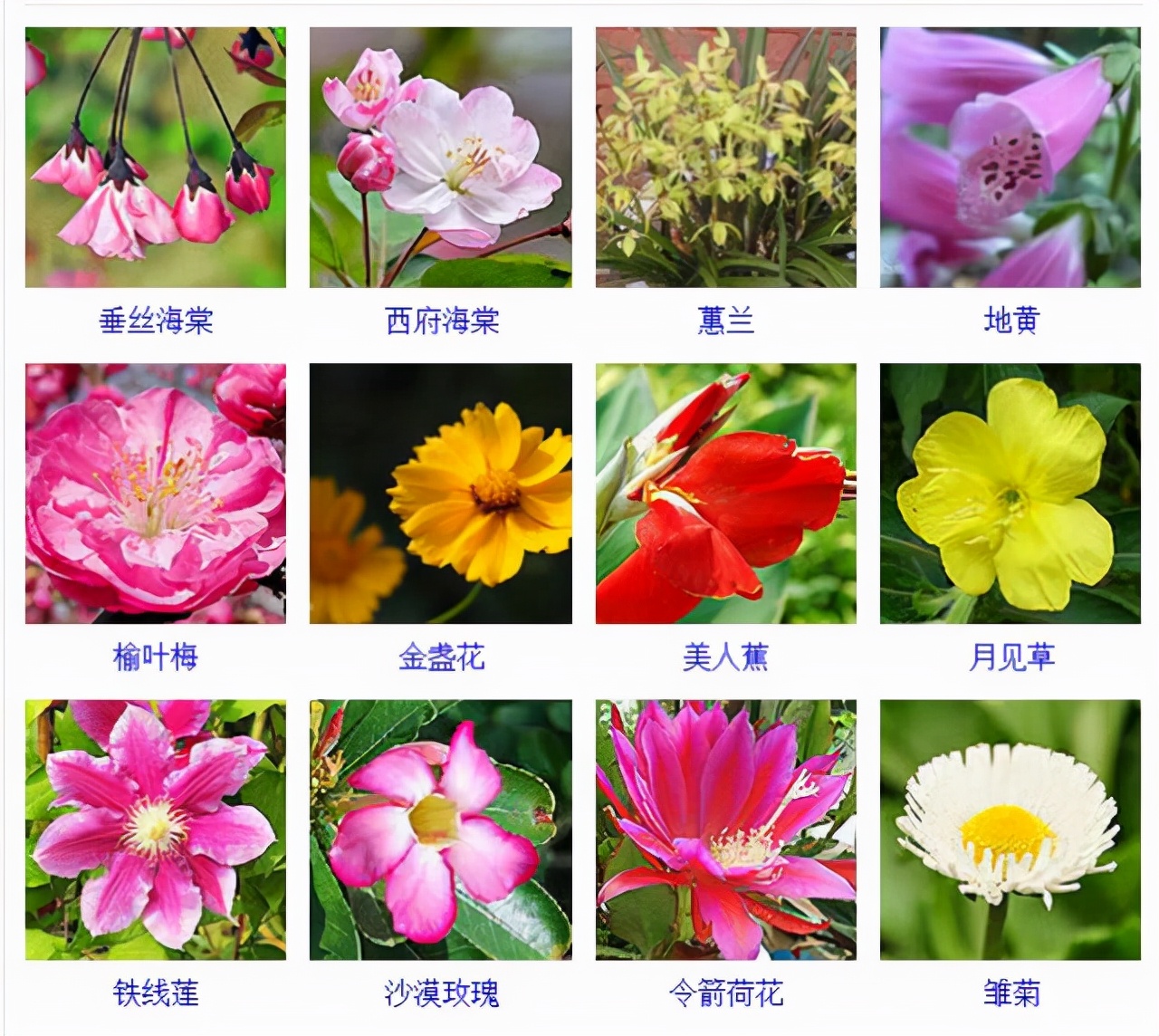 植物品種名稱大全（最常見的800種景觀觀花植物，附植物習(xí)性種植）