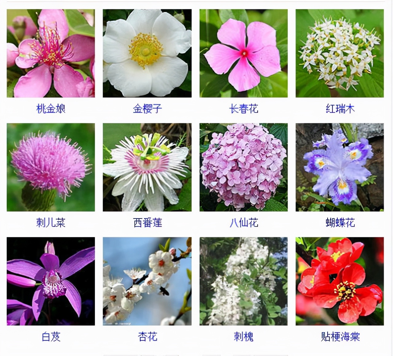 植物品種名稱大全（最常見的800種景觀觀花植物，附植物習(xí)性種植）