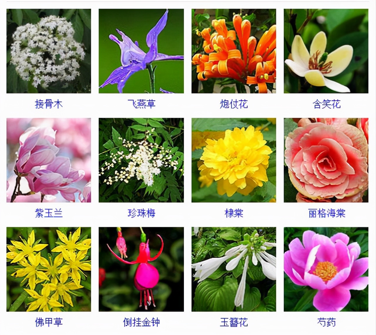 植物品種名稱大全（最常見的800種景觀觀花植物，附植物習(xí)性種植）